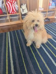 Reunited Unknown Dog last seen Crespi and San Juan Bautista, San Francisco, CA 94132