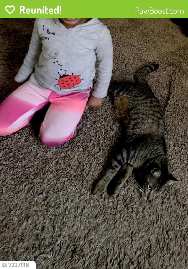 Reunited Male Cat last seen Williams rd seffner fl, Tampa, FL 33610
