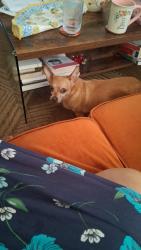 Reunited Male Dog last seen Classic and Yale, Holiday, FL 34691