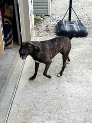 Found/Stray Male Dog last seen Tugaloo Rd and West Drive, Greenville County, SC 29690