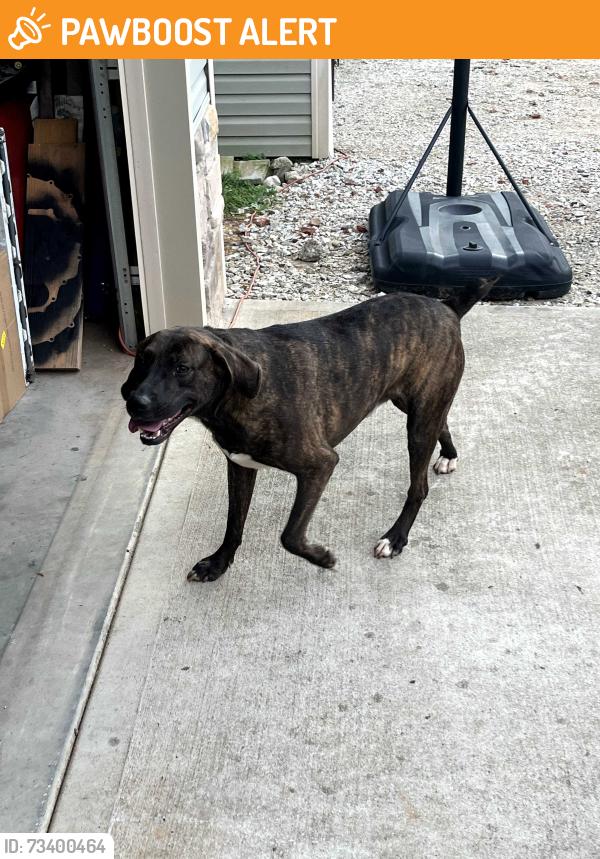 Found/Stray Male Dog last seen Tugaloo Rd and West Drive, Greenville County, SC 29690