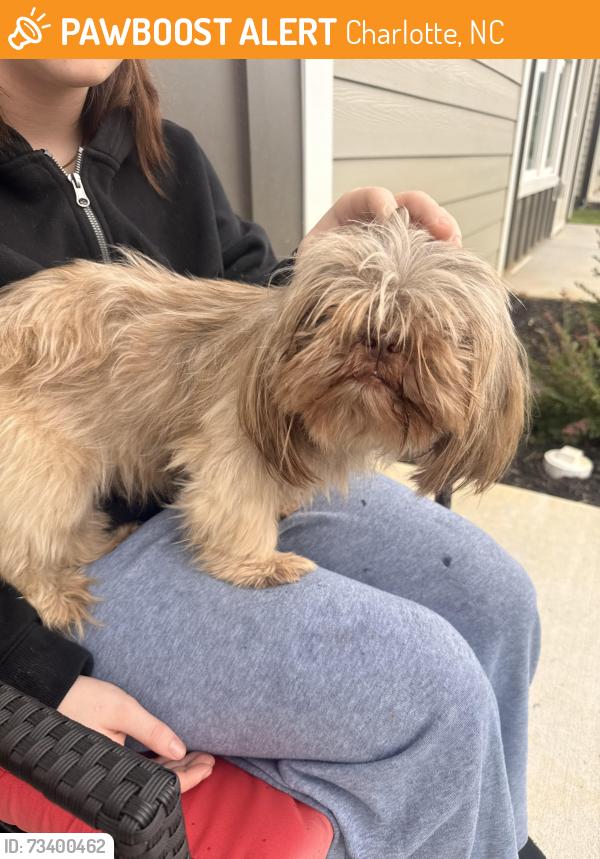 Found/Stray Male Dog last seen Steele Creek Rd - Westinghouse Blvd - Tryon Area., Charlotte, NC 28273