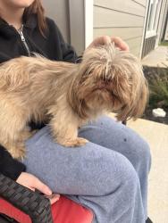Found/Stray Male Dog last seen Steele Creek Rd - Westinghouse Blvd - Tryon Area., Charlotte, NC 28273