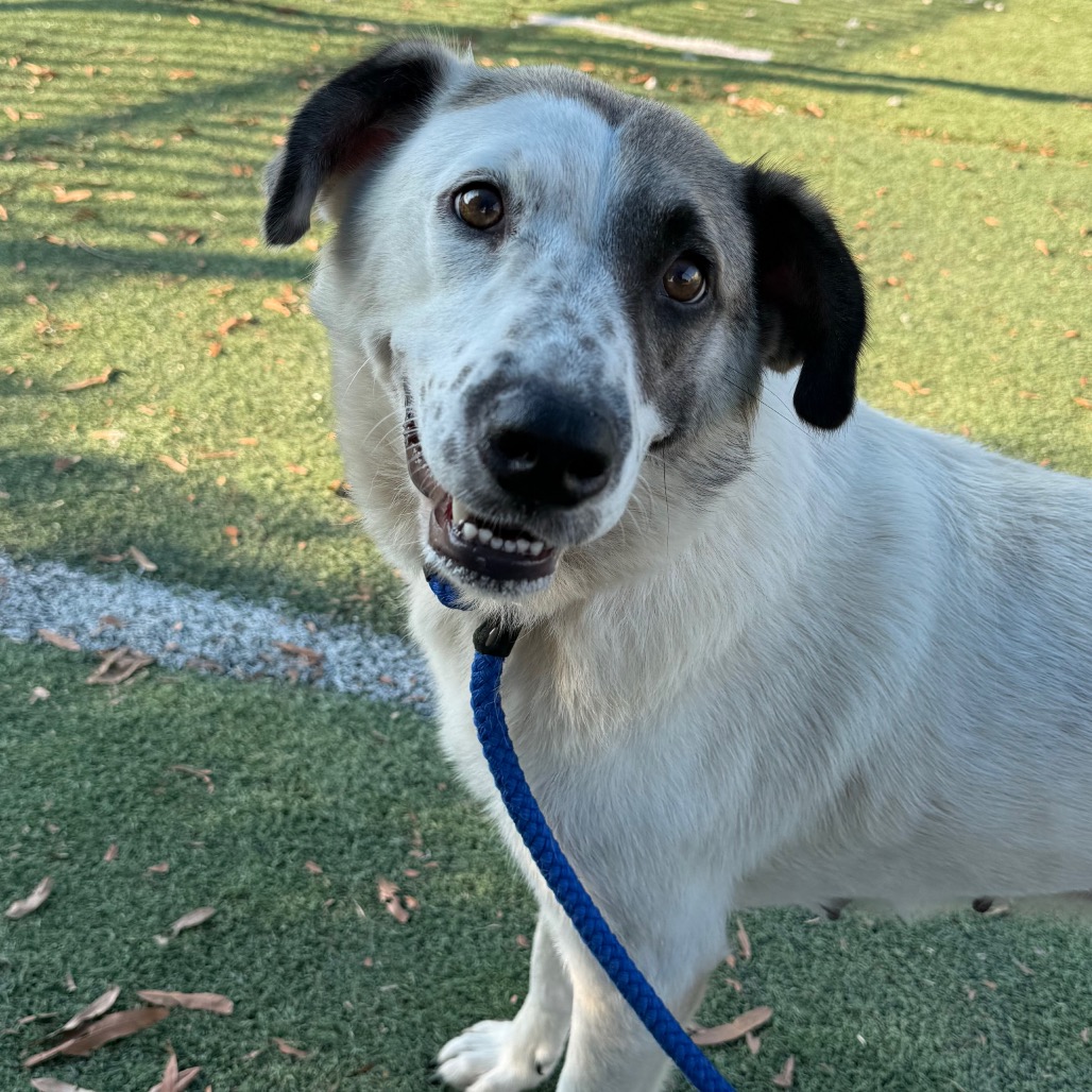 Shelter Stray Female Dog last seen , 2350 Appling City Cove, Memphis, TN 38133, USA