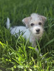 Found/Stray Female Dog last seen Valley Blvd and South Covina, Avocado Heights, CA 91746