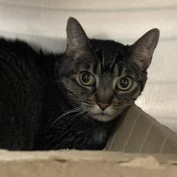 Shelter Stray Female Cat last seen , 361 S Raymond Ave, Pasadena, CA 91105, USA