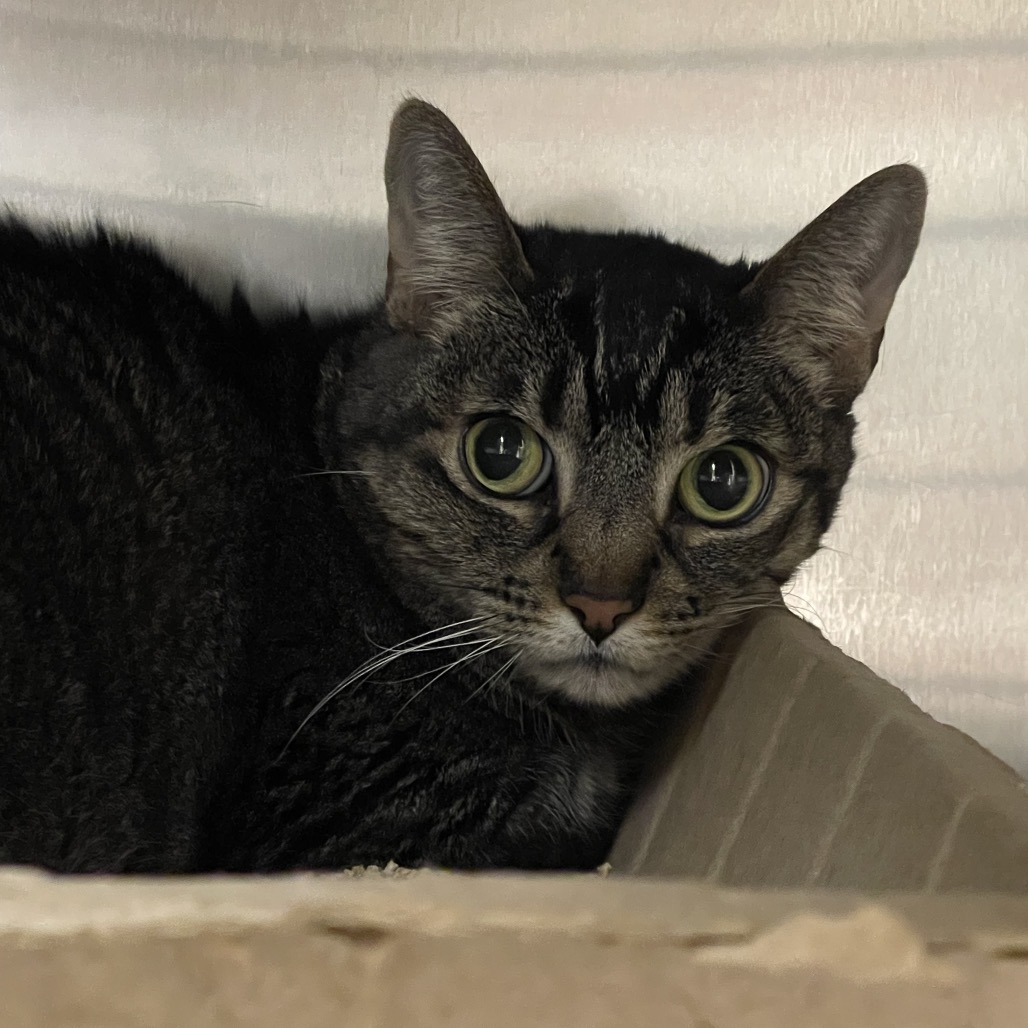 Shelter Stray Female Cat last seen , 361 S Raymond Ave, Pasadena, CA 91105, USA