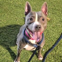Shelter Stray Female Dog last seen , Animal Care & Control Team of Philly, 111 W Hunting Park Ave, Philadelphia, PA 19140, USA