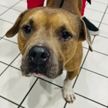 Shelter Stray Male Dog last seen , 3607 N Armenia Ave, Tampa, FL 33607, USA