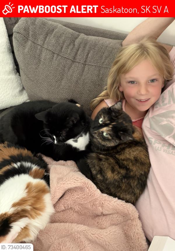 Lost Female Cat last seen Swick Park, Saskatoon, SK S7V 0A7