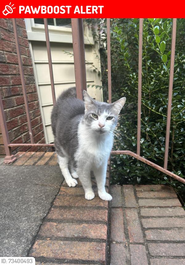 Lost Male Cat last seen Parkview high school, Gwinnett County, GA 30047