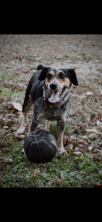 Reunited Female Dog last seen Lashbrook road, Boonville, IN 47601
