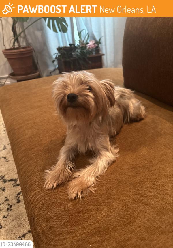 Found/Stray Female Dog last seen Columbus and North Miro Streets, New Orleans, LA 70119