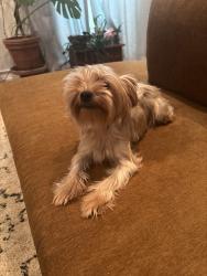 Found/Stray Female Dog last seen Columbus and North Miro Streets, New Orleans, LA 70119