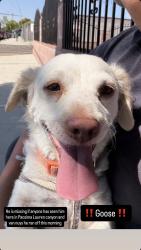Lost Male Dog last seen Filmore and remick, Los Angeles, CA 91331