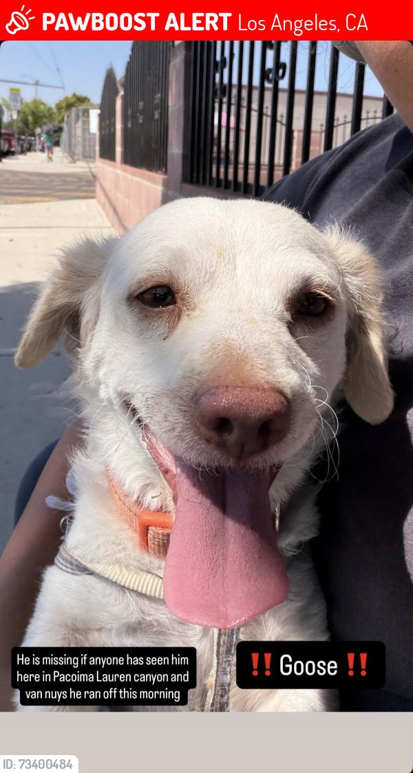 Lost Male Dog last seen Filmore and remick, Los Angeles, CA 91331