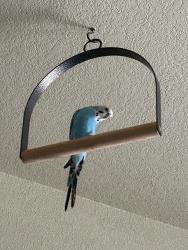 Lost Male Bird last seen Oakwood Dr & Oak Parkway, Burleson, TX 76028