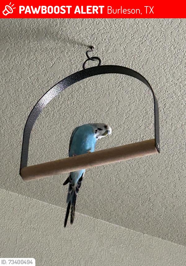 Lost Male Bird last seen Oakwood Dr & Oak Parkway, Burleson, TX 76028