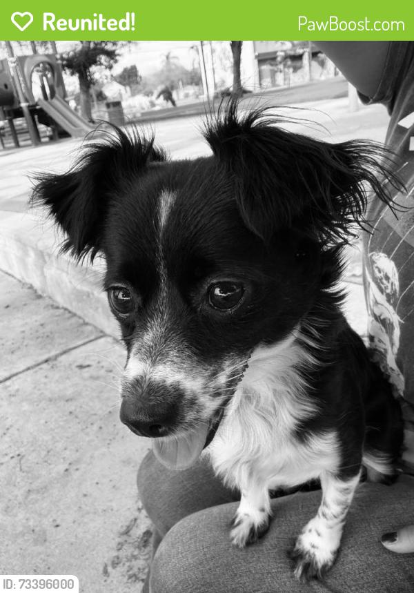 Reunited Female Dog last seen Near N Rockvale Ave, Azusa, CA 91702, USA, Azusa, CA 91702