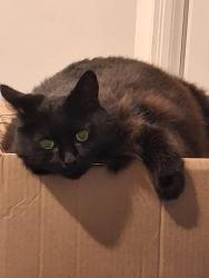 Lost Male Cat last seen Southdown rd and lakeshore, Mississauga, ON 