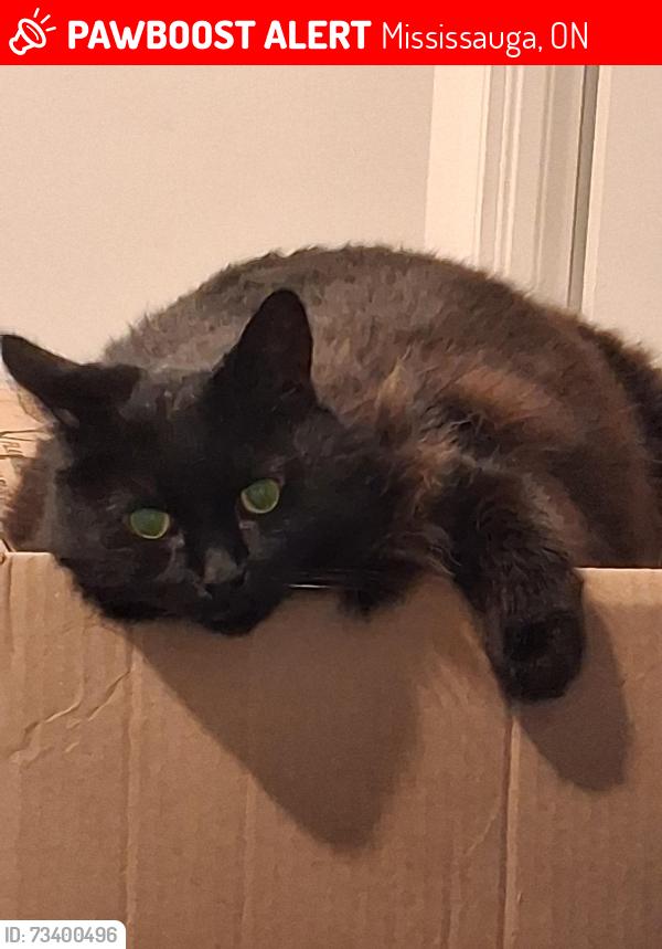 Lost Male Cat last seen Southdown rd and lakeshore, Mississauga, ON 