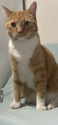 Lost Male Cat last seen Sherman St and Columbia Ave, Hammond, IN 46320
