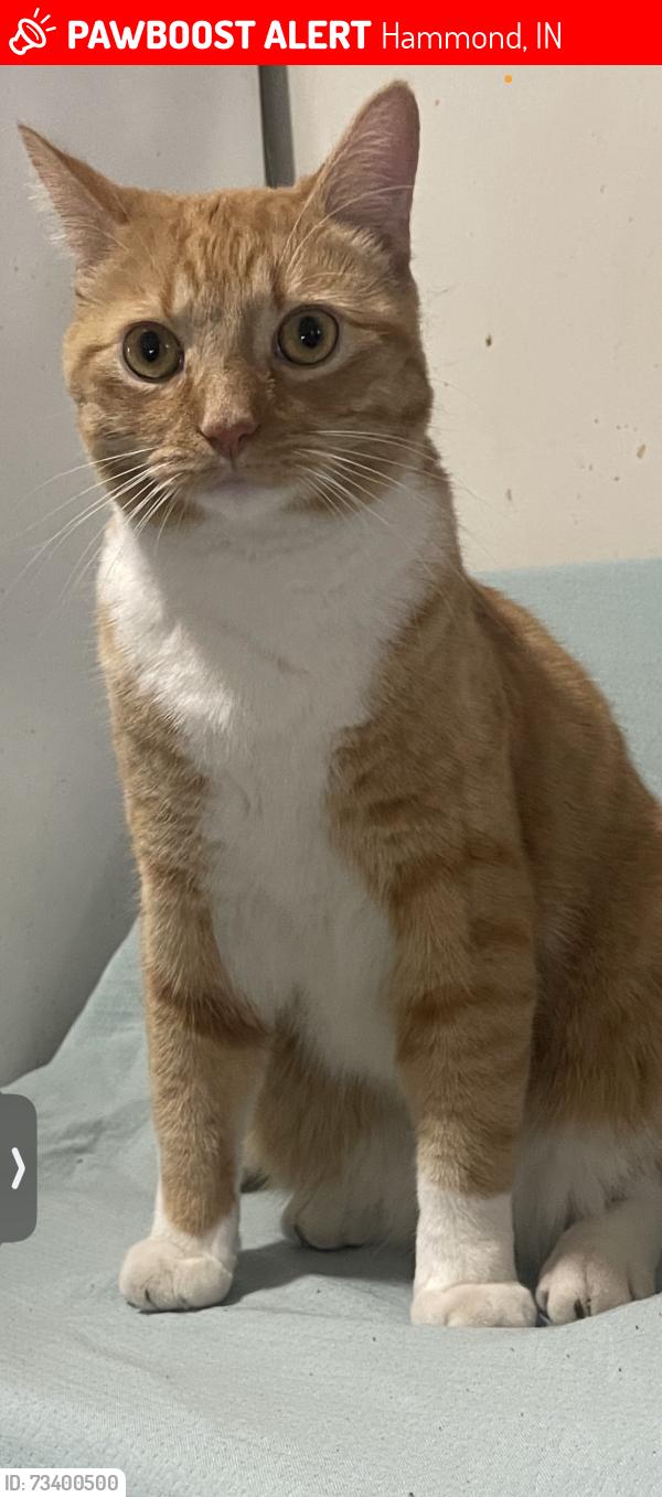 Lost Male Cat last seen Sherman St and Columbia Ave, Hammond, IN 46320