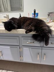 Lost Female Cat last seen Camino Elevado, Bonita, CA 91902