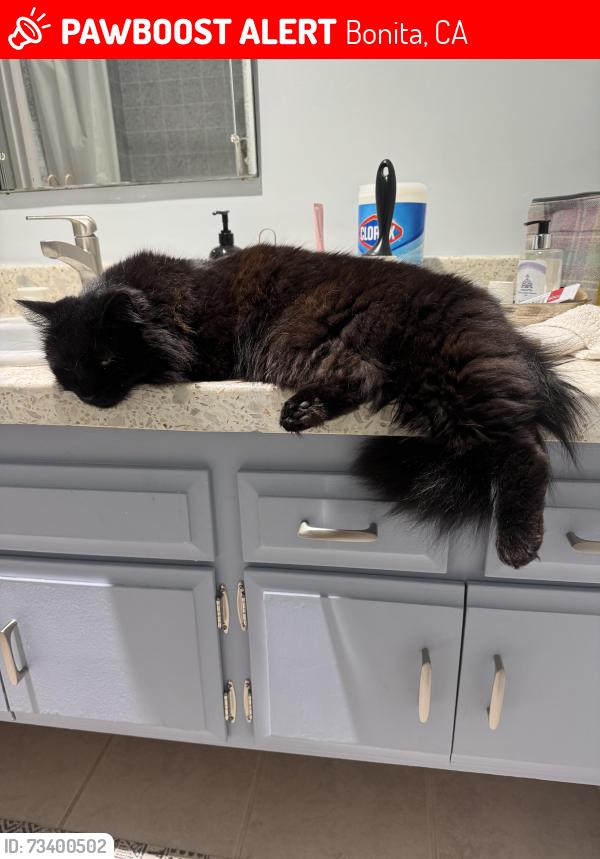 Lost Female Cat last seen Camino Elevado, Bonita, CA 91902