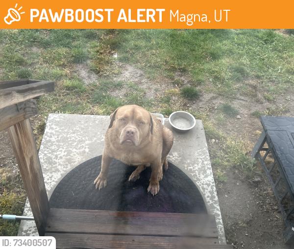 Found/Stray Male Dog last seen Smiths, Magna, UT 84044