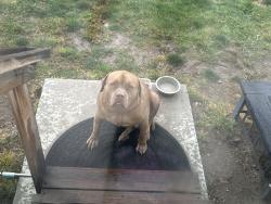 Found/Stray Male Dog last seen Smiths, Magna, UT 84044