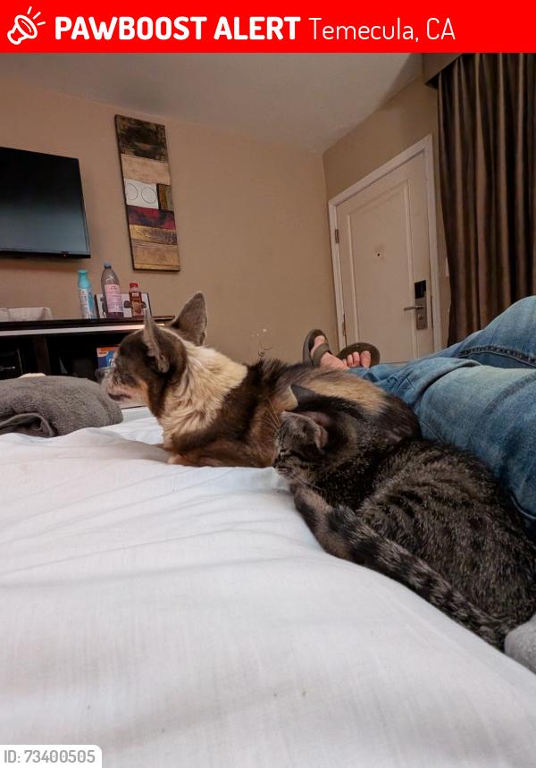 Lost Female Cat last seen Near Moreno Rd, Temecula, CA 92590, Temecula, CA 92590