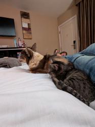 Lost Female Cat last seen Near Moreno Rd, Temecula, CA 92590, Temecula, CA 92590