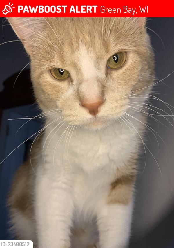 Lost Male Cat last seen Aldis on Western Ave, Green Bay, WI 54303