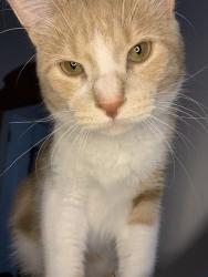 Lost Male Cat last seen Aldis on Western Ave, Green Bay, WI 54303