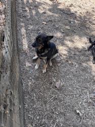 Reunited Male Dog last seen De Luz rd and Carancho, Temecula, CA 92590