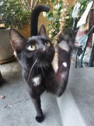 Found/Stray Female Cat last seen Holiday dr., Stockton, CA 95207