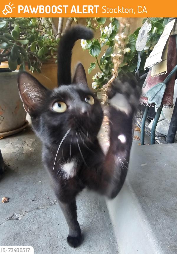 Found/Stray Female Cat last seen Holiday dr., Stockton, CA 95207
