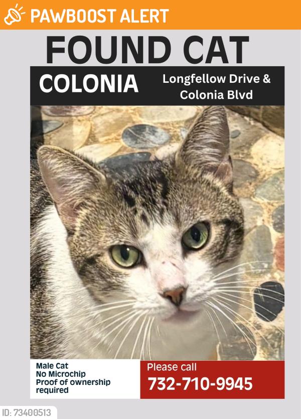 Found/Stray Male Cat last seen Longfellow Drive and Colonia Blvd, Woodbridge Township, NJ 07067