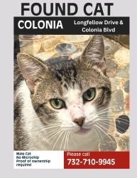 Found/Stray Male Cat last seen Longfellow Drive and Colonia Blvd, Woodbridge Township, NJ 07067