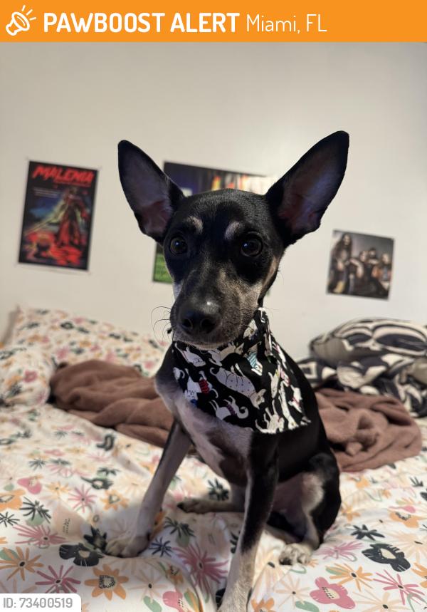 Found/Stray Male Dog last seen Near UM health district, Miami, FL 33136