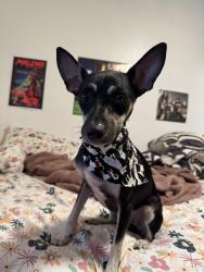Found/Stray Male Dog last seen Near UM health district, Miami, FL 33136