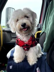 Lost Male Dog last seen Husson, Palatka, FL 32177
