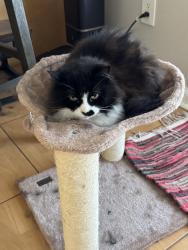 Reunited Female Cat last seen Near Rhodes St 34747, Kissimmee, FL 34747