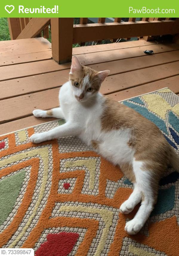 Reunited Male Cat last seen Clearfield street, Freemansburg, PA 18017