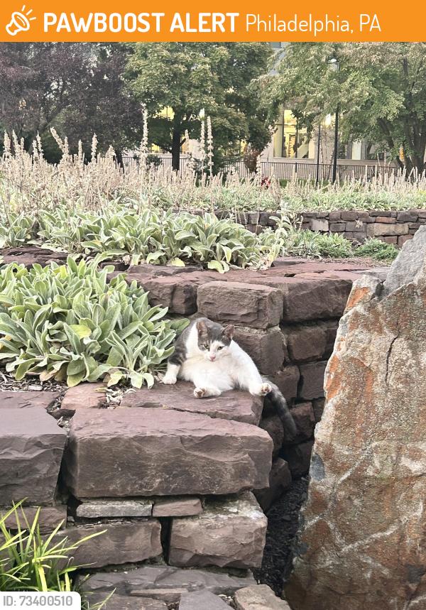 Found/Stray Unknown Cat last seen In the middle of Matthias Baldwin park heading in the general direction of 18th and Callowhill, Philadelphia, PA 19130