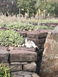 Found/Stray Unknown Cat last seen In the middle of Matthias Baldwin park heading in the general direction of 18th and Callowhill, Philadelphia, PA 19130