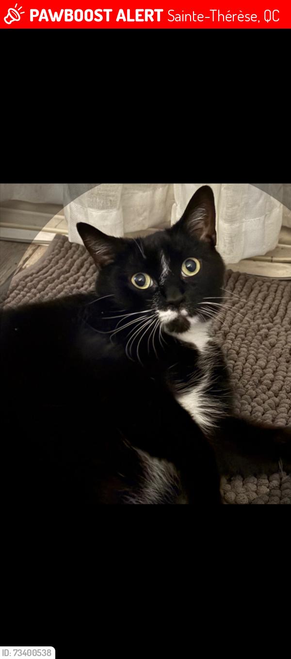 Lost Female Cat last seen Boul.rené a robert , ste-therese, Sainte-Thérèse, QC 