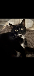 Lost Female Cat last seen Boul.rené a robert , ste-therese, Sainte-Thérèse, QC 