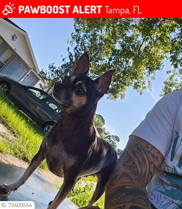 Lost Female Dog last seen Water, Tampa, FL 33615